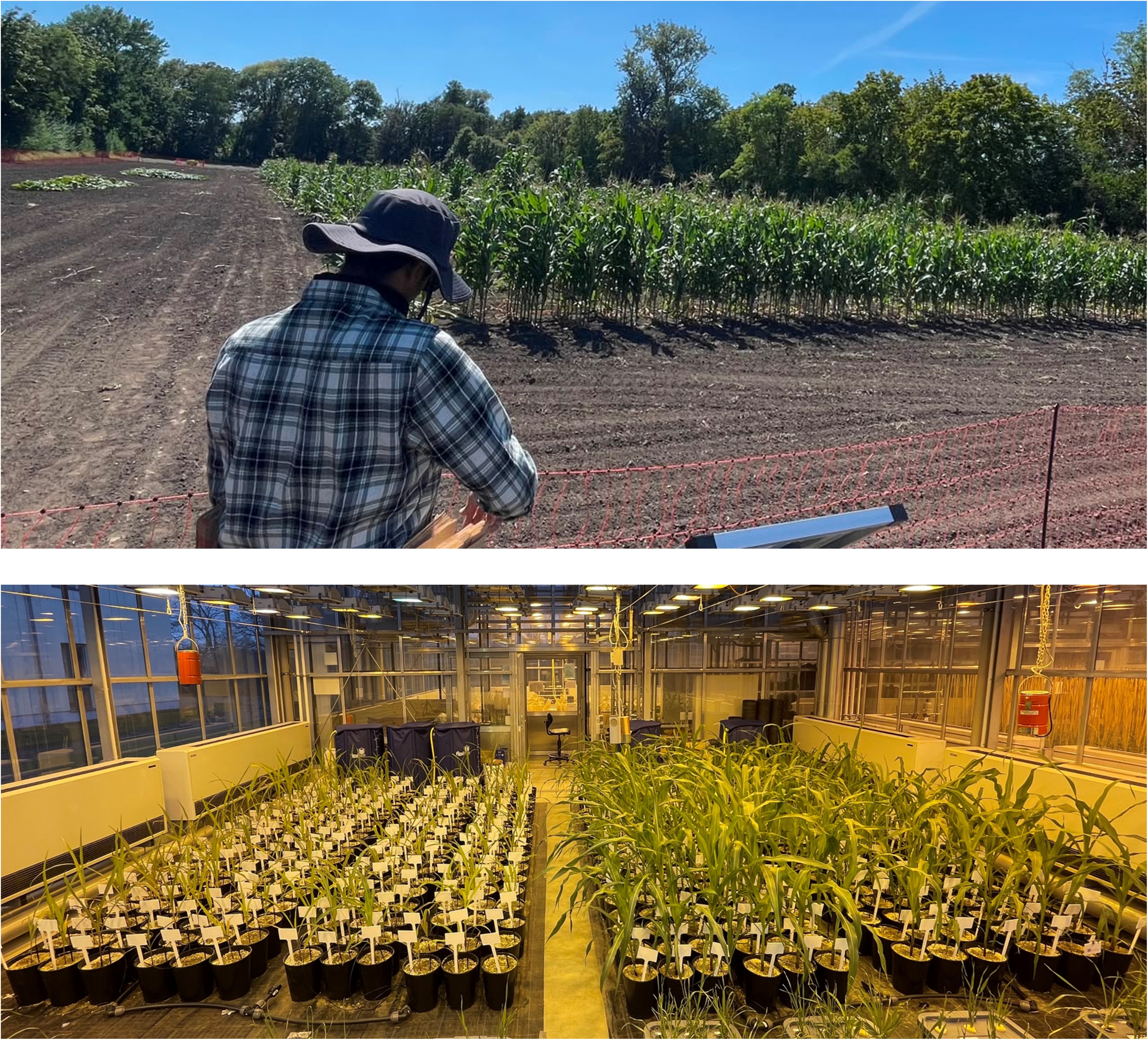 Field and greenhouse studies